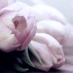 nonapi-tulipancsokor-boritokep