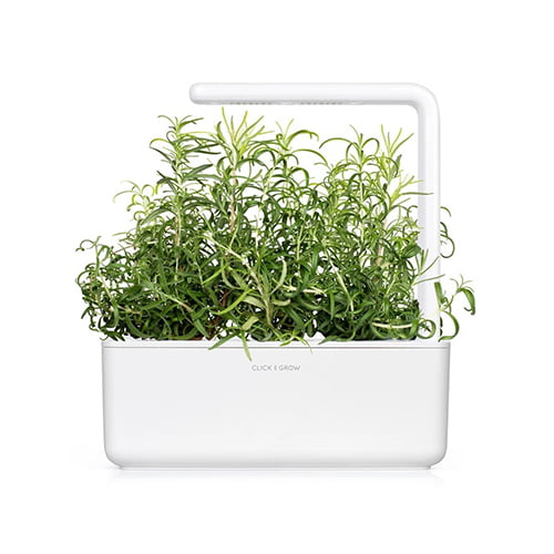 rozmaringos okoskert